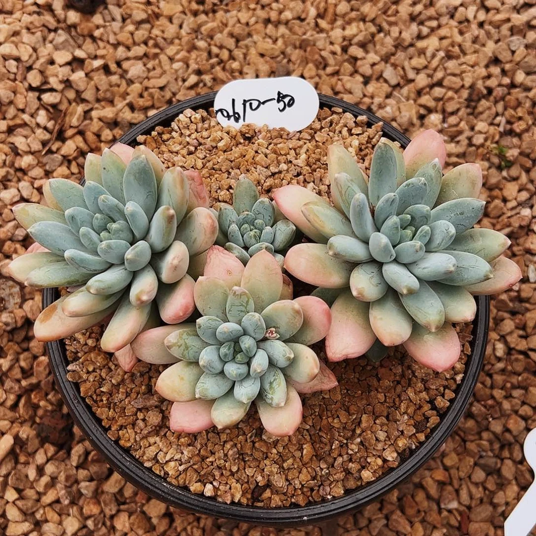 潴***潴0610-50三色美人