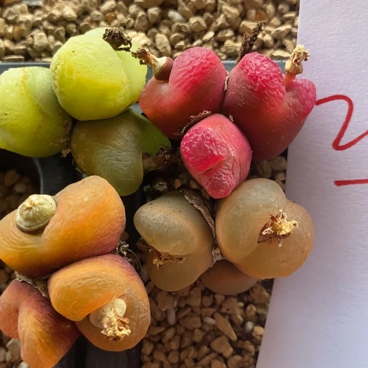 2664一组一组一组