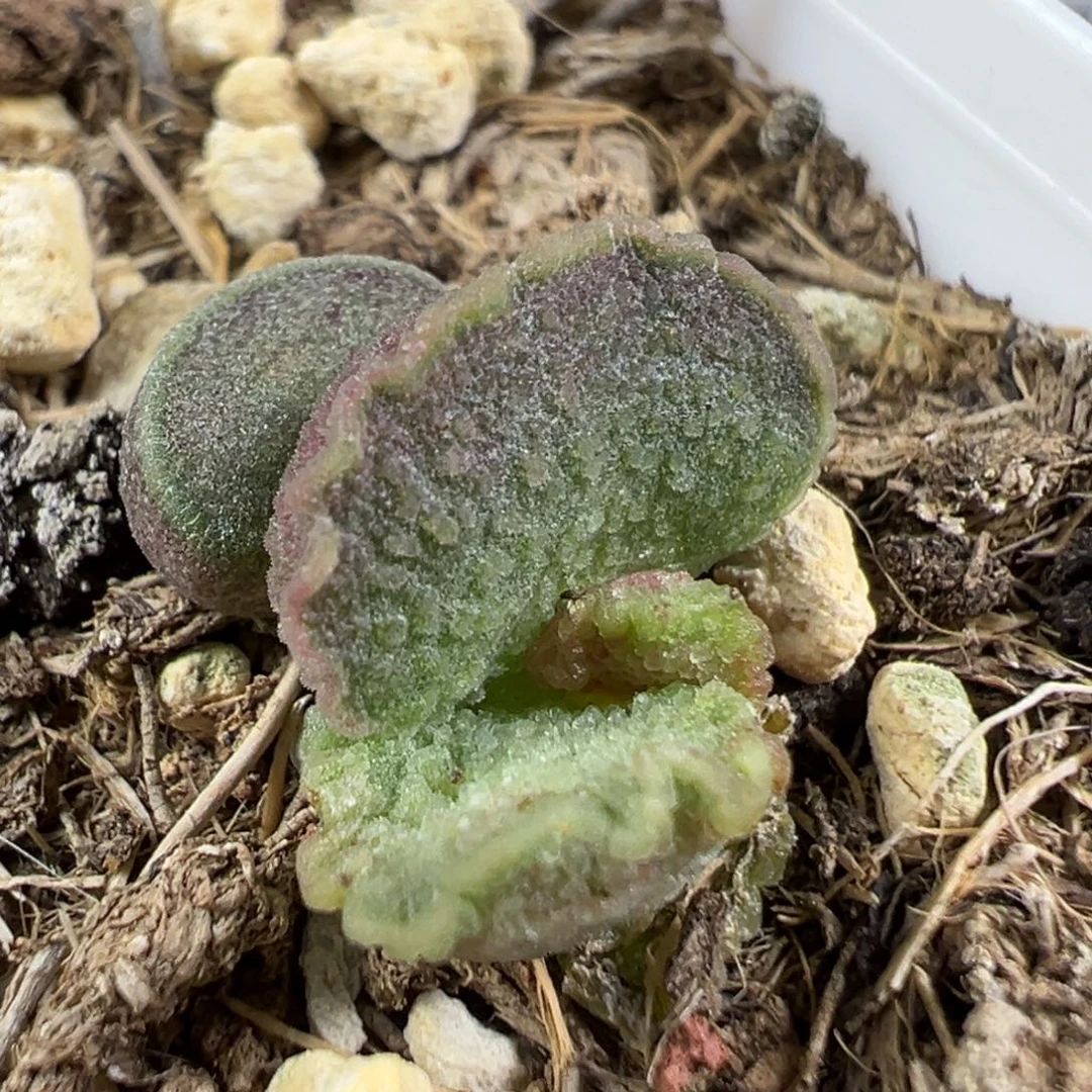 w贝壳造型冰晶颗粒款实生新品