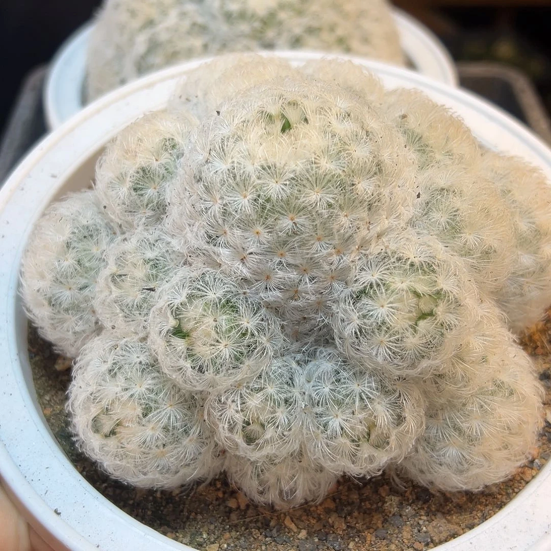 实生鹤丽玉白星12公分1颗