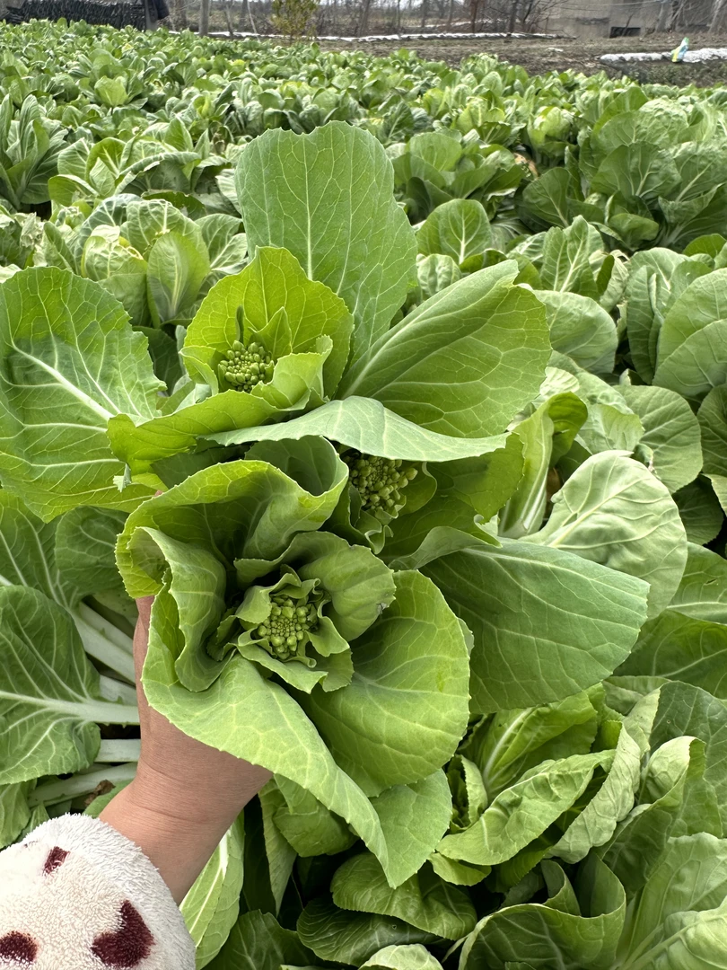【顺丰包邮】新鲜白菜苔霜冻菜苔青菜苔湖北农家露天白菜心2-4斤