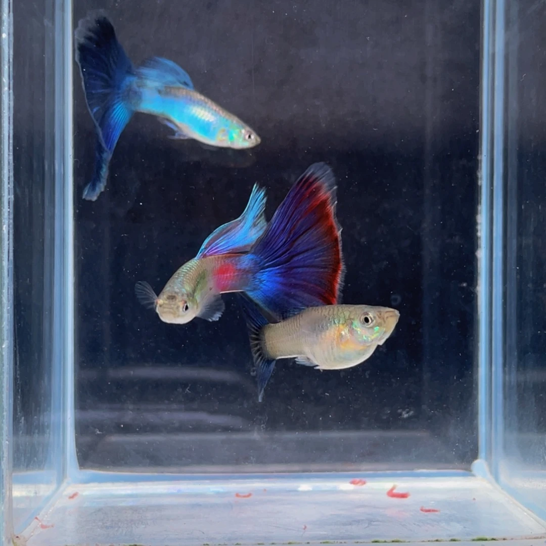 海水鱼大红大紫一对孔雀鱼