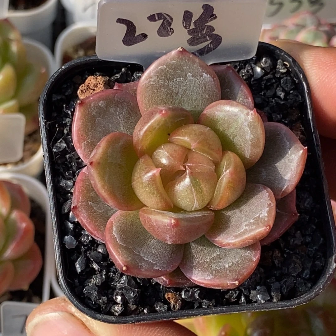 天官赐福百无禁忌