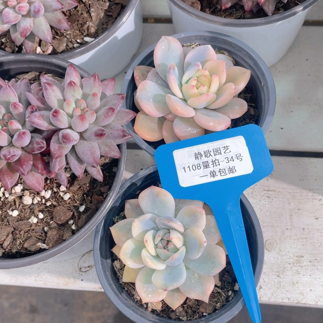 1108-24-宽锦梦露锦单头一颗