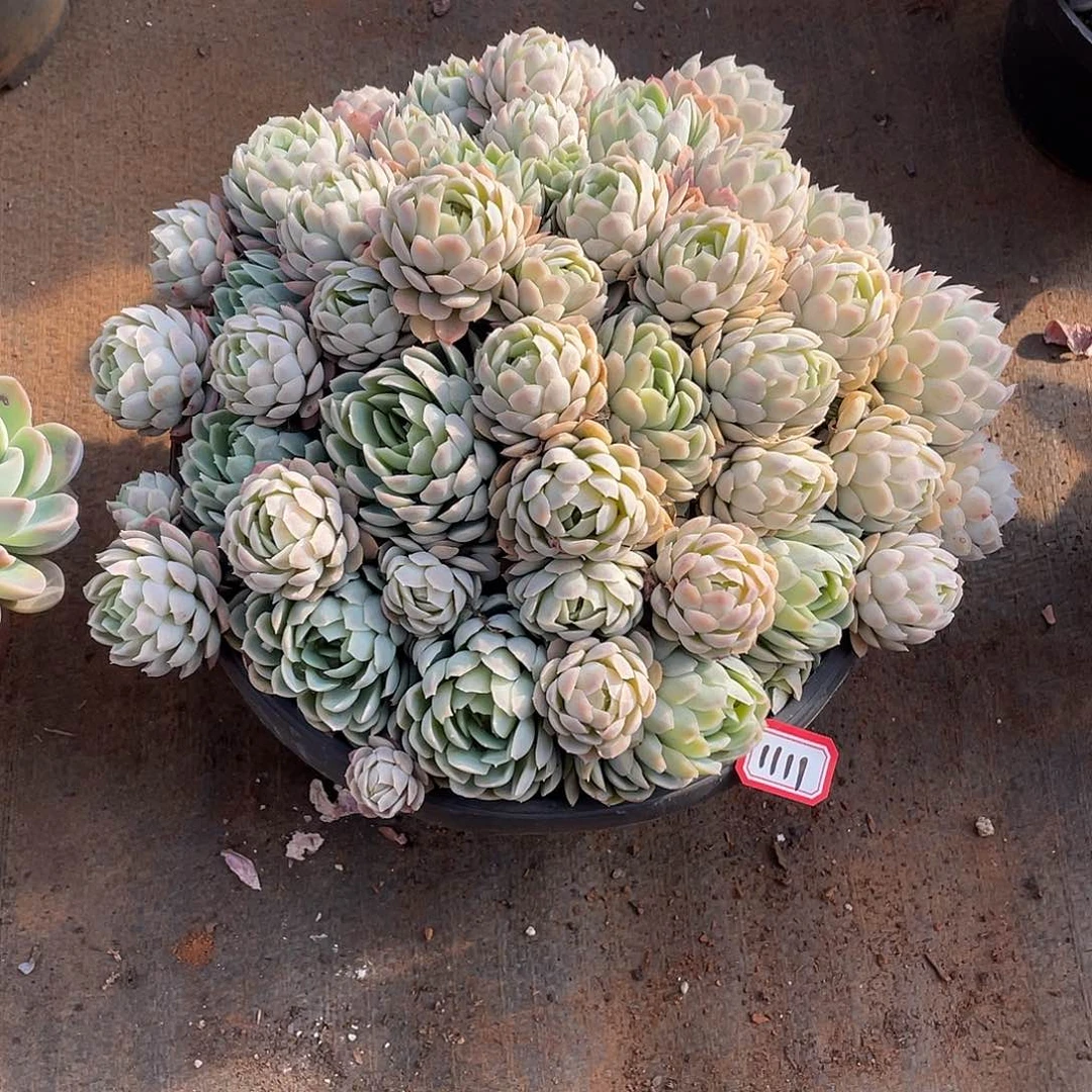 1111冰妹 一物一拍多肉