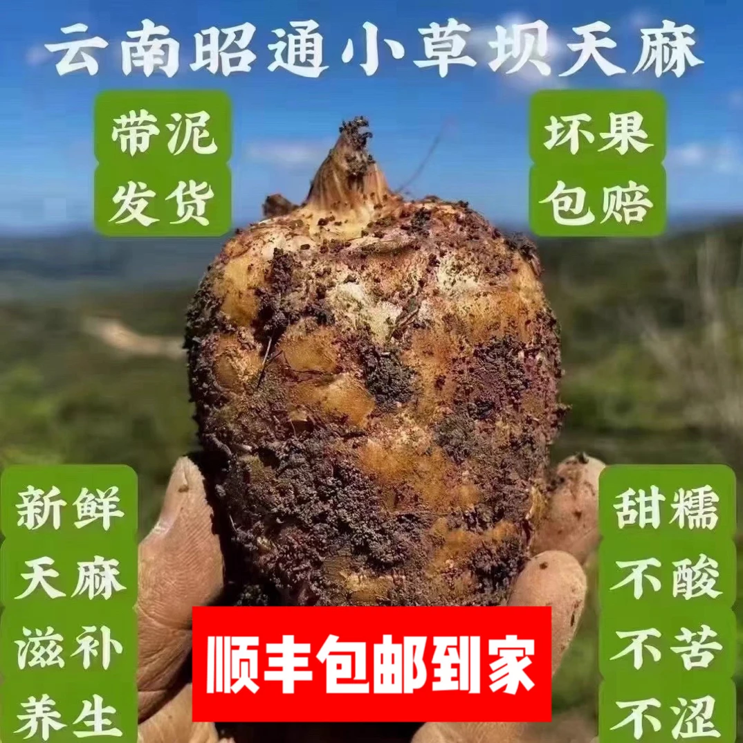 云南昭通小草坝仿野生新鲜正宗特级乌天麻煲汤泡酒滋补养生送礼