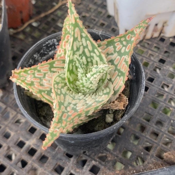 园艺芦荟。一物一拍