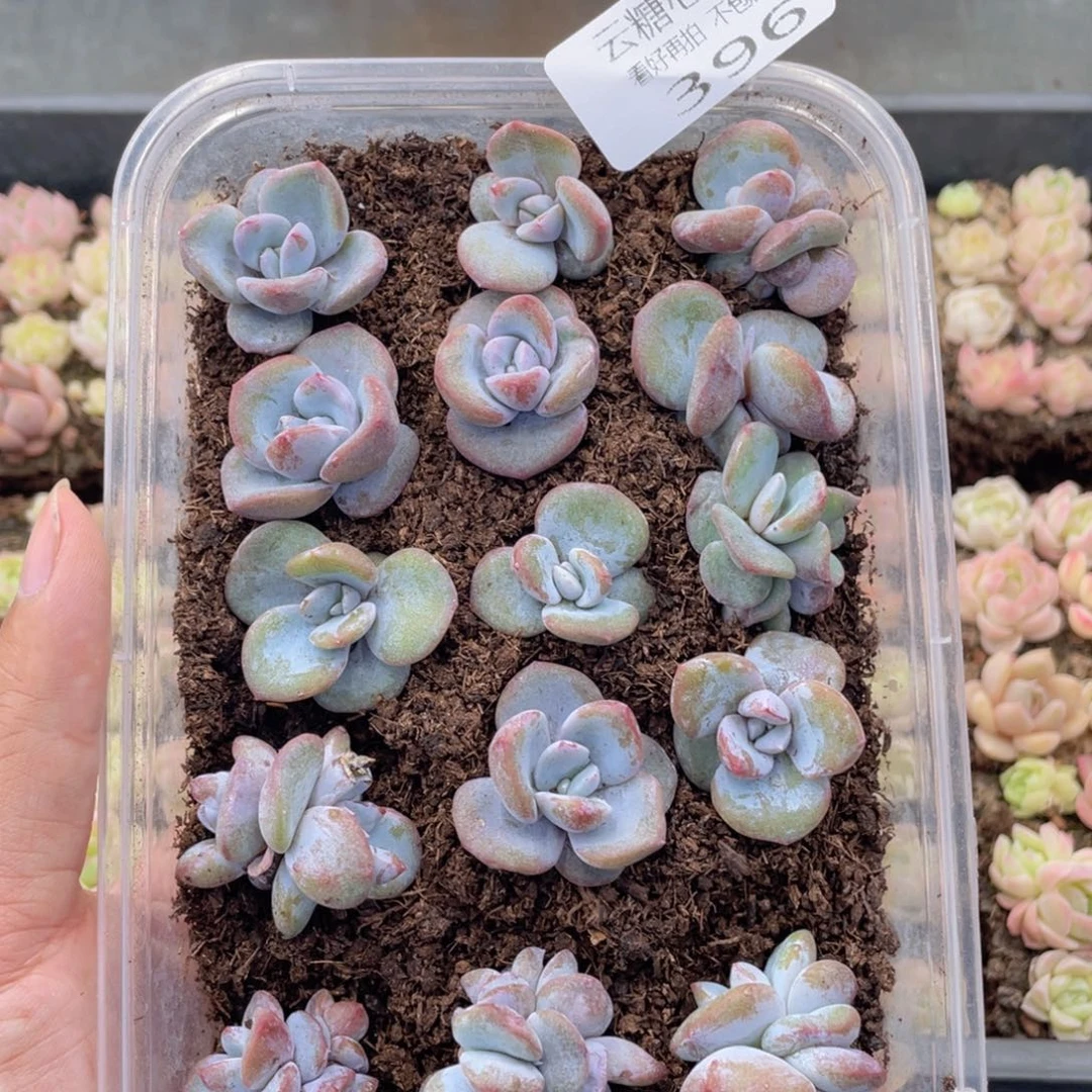 云糖心多肉植物396