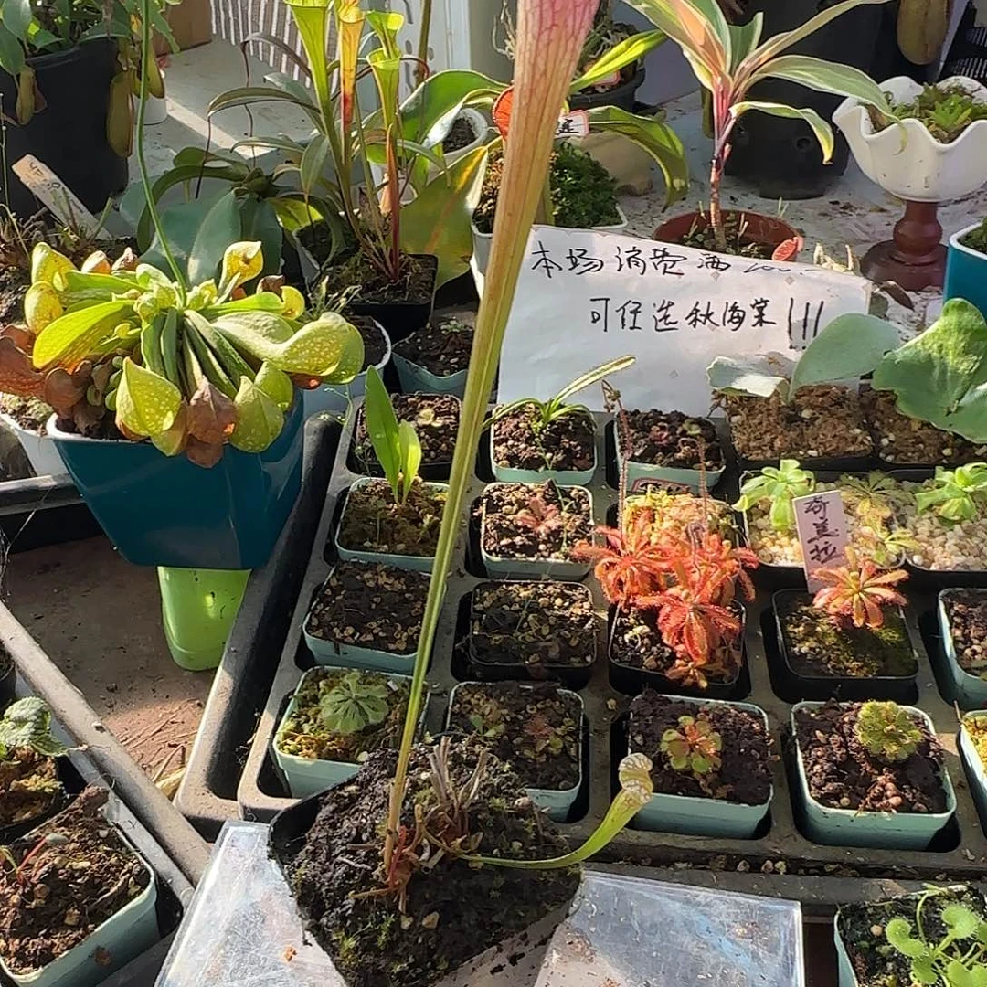 完全开放粉豹瓶子草