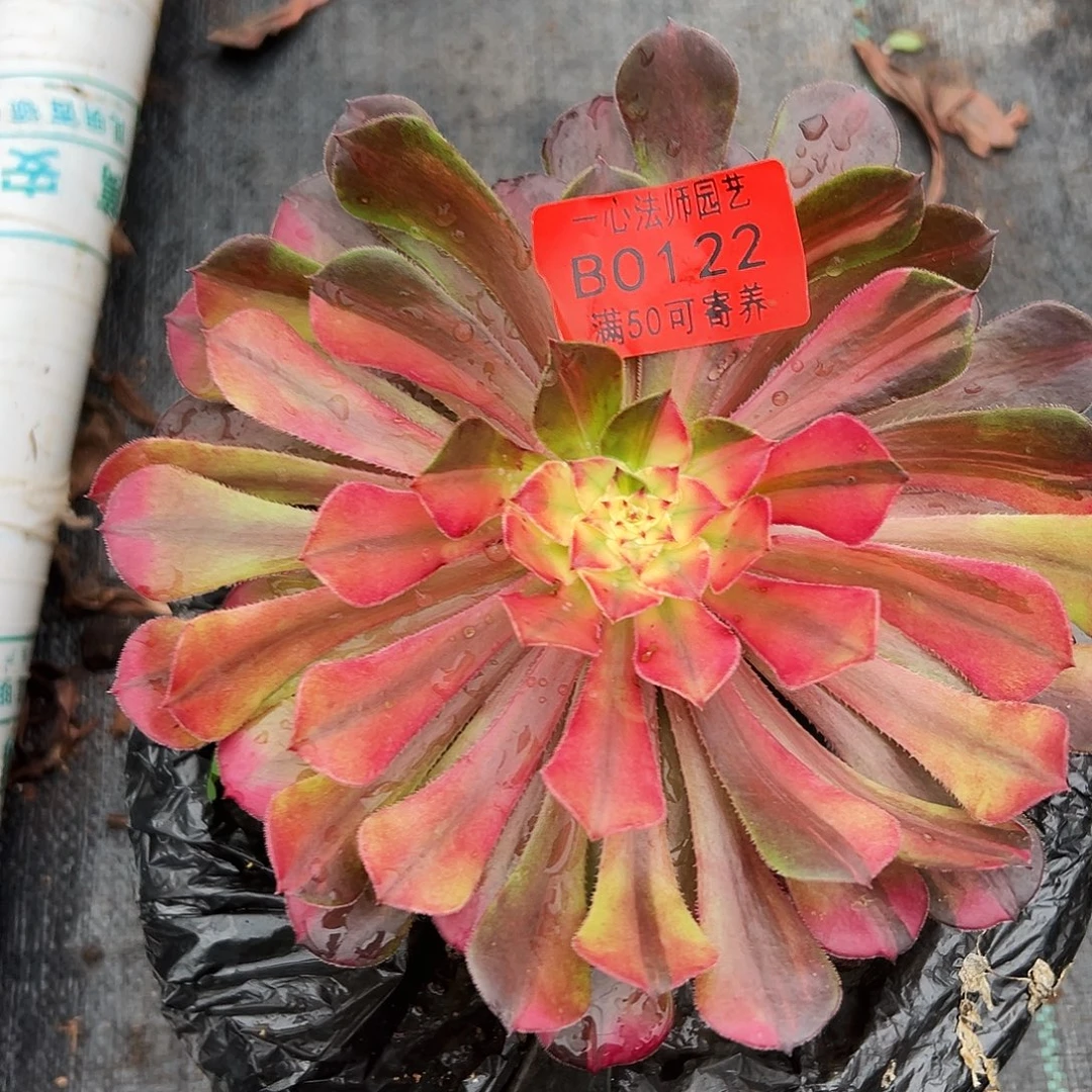 铜壶七彩0122多肉植物