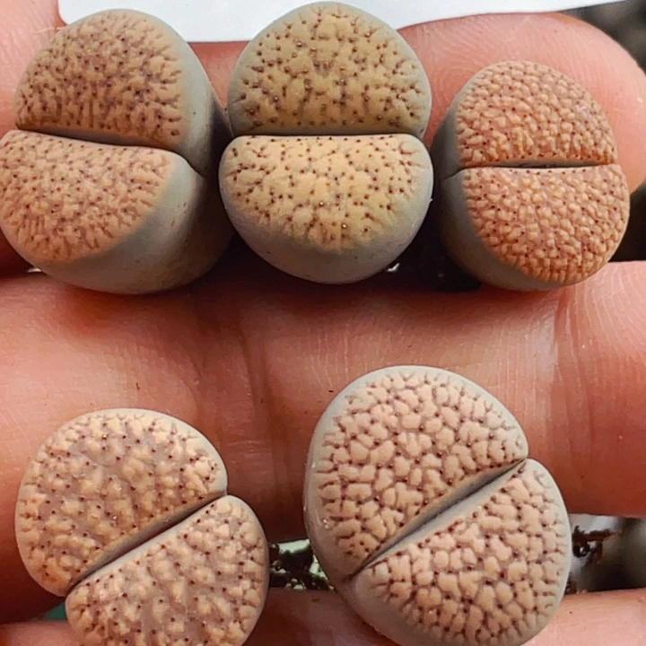 150血点潮贡5颗母本