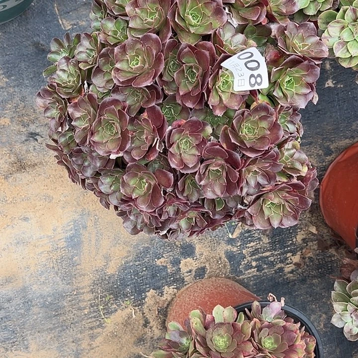 11.23-8玫瑰多肉植物1