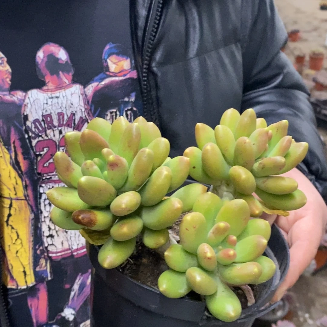 金蝉三大头起发老桩