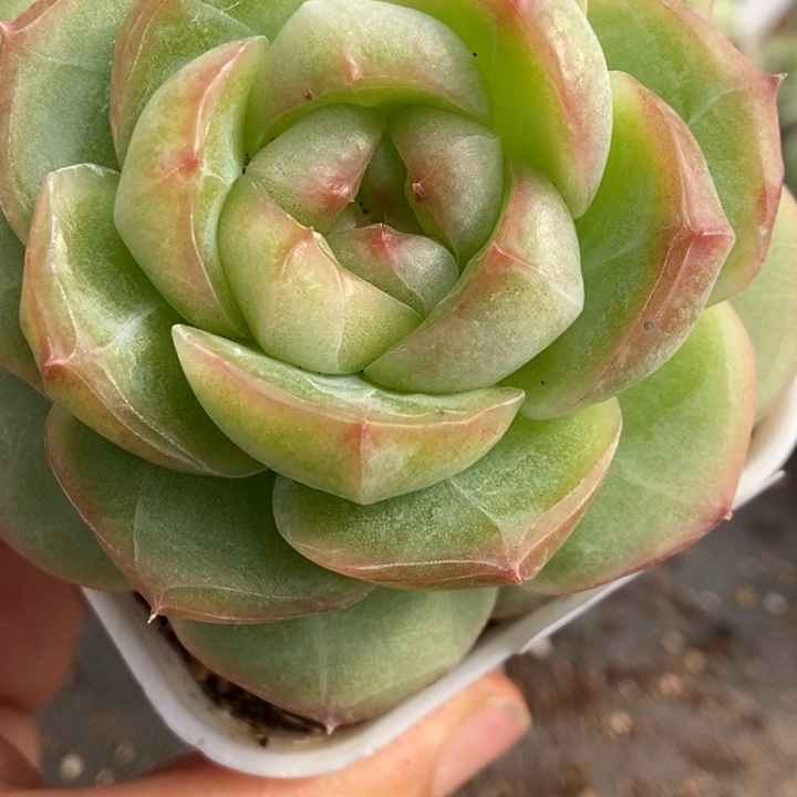 一物一拍一物一拍1113-362