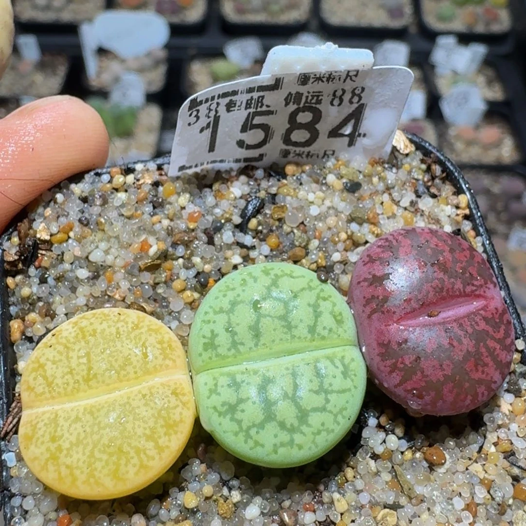 Zzzz精品生石花1584