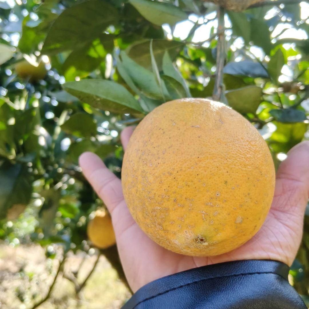 福建宁德寿宁特产橙子