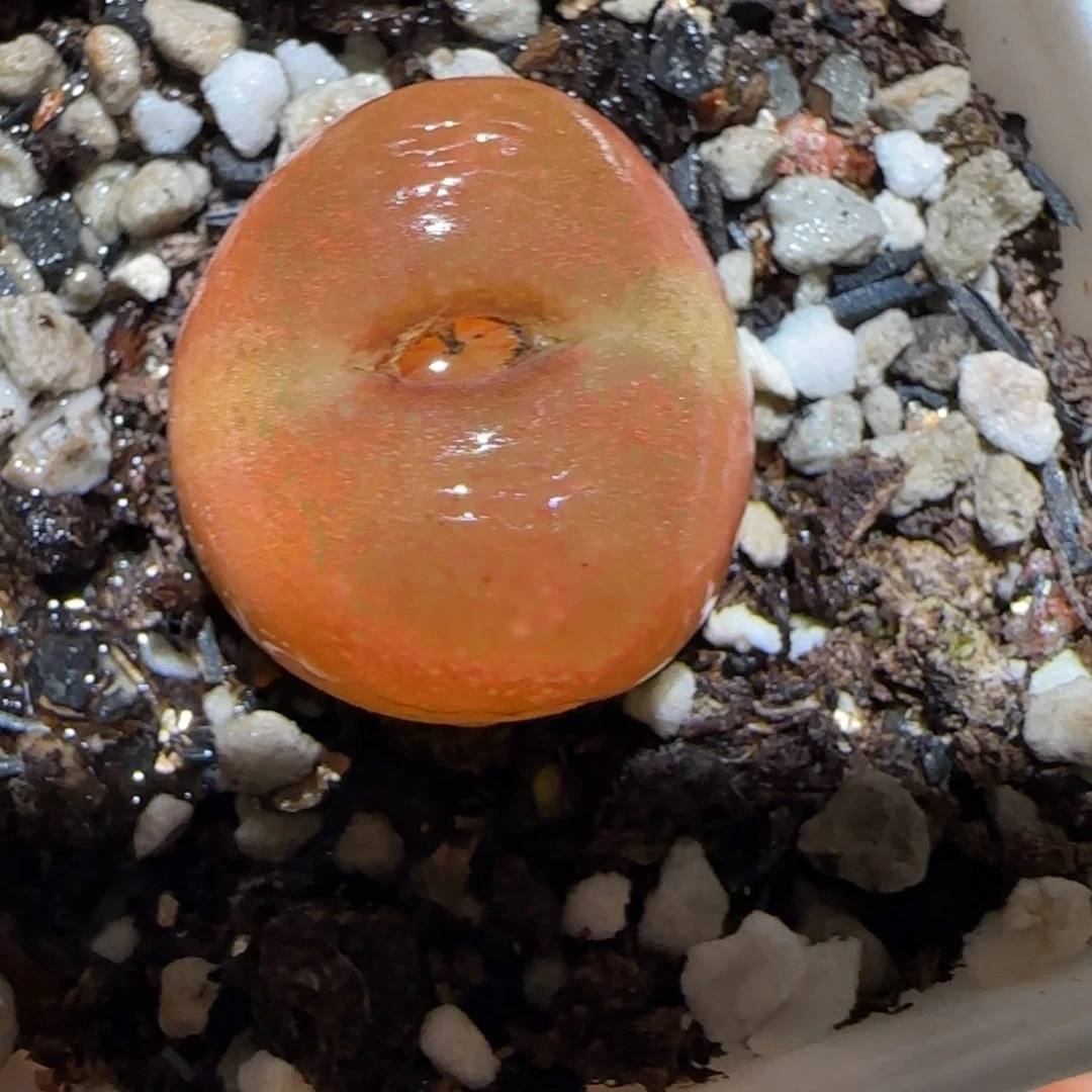 肉锥多肉植物百科3-水蜜桃35