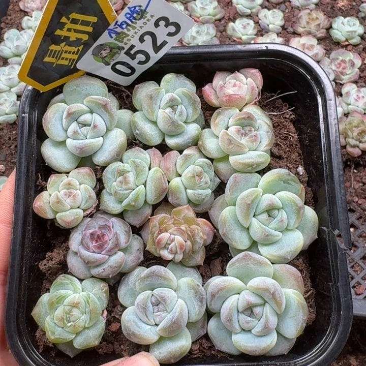 多肉植物多肉植物