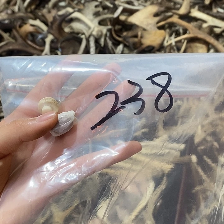 鹿角鹿角鹿角鹿角鹿角鹿