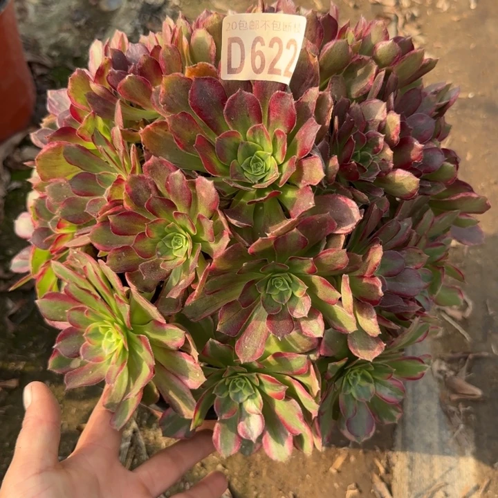 安娜……多肉植物……