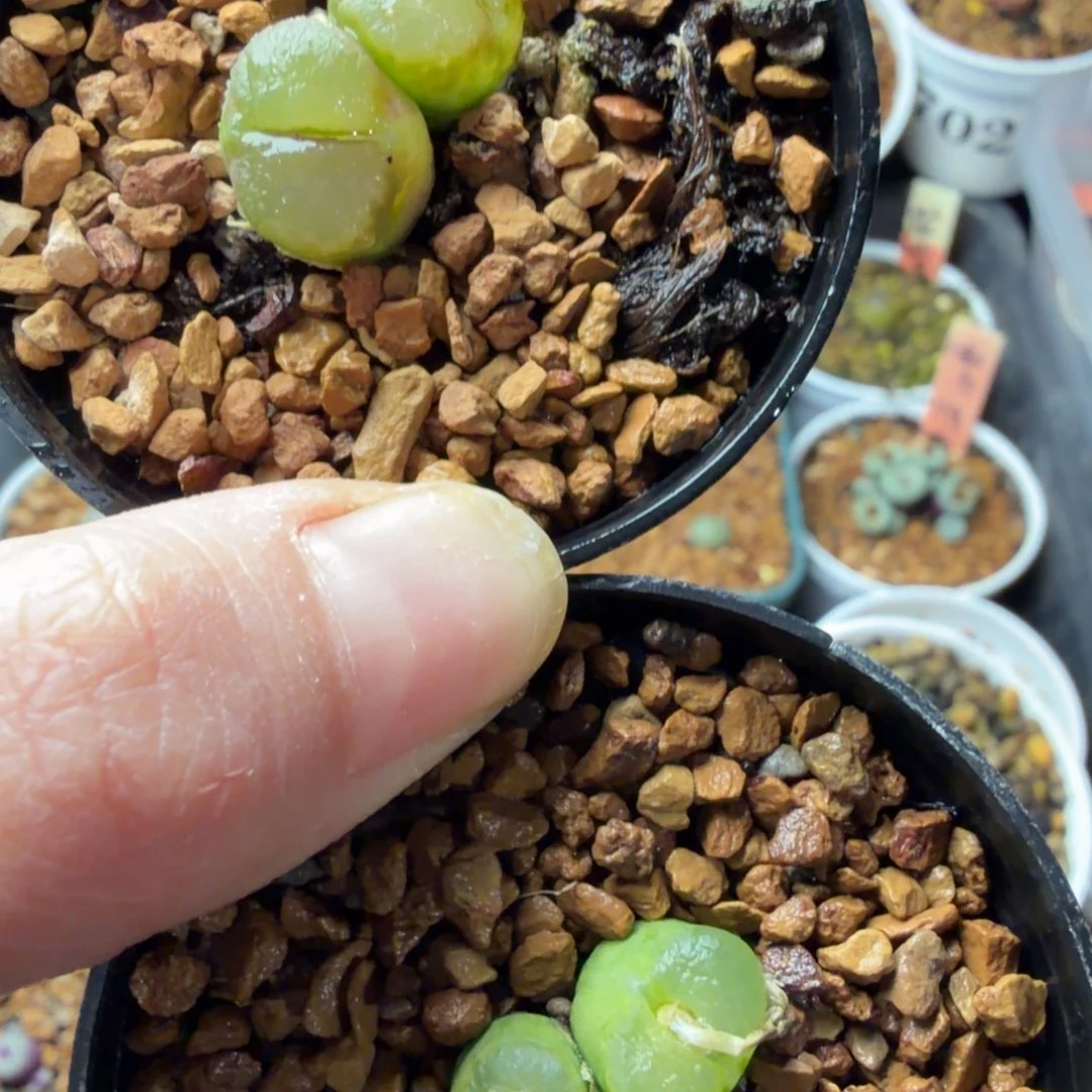 雪茄4头精品福利600号