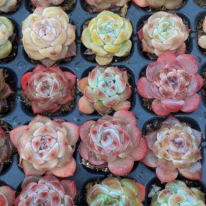 3颗小冰魄3颗一组