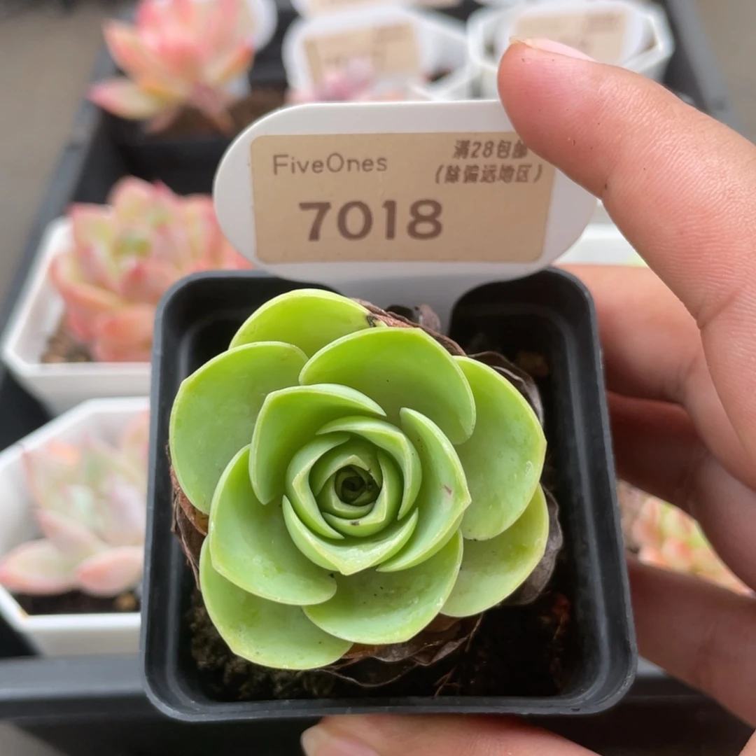 7018鸡蛋玫瑰4.0厘米