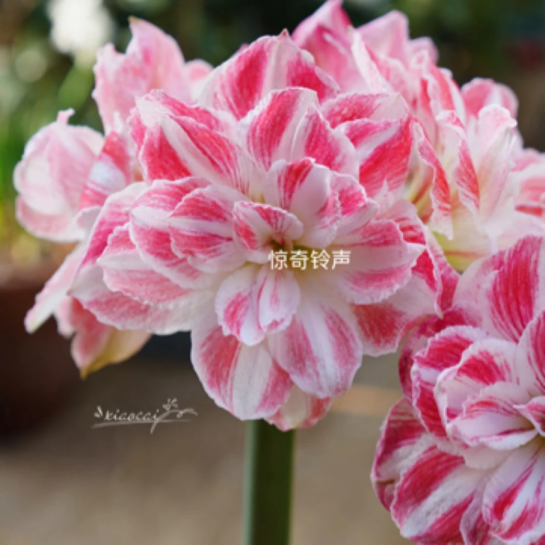 【荷朱】惊奇铃声/斯嘉丽铃声/北极铃声/糖果仙女朱顶红种球