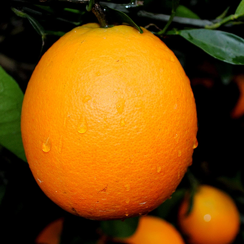 正宗江西脐橙橙子现采现摘鲜甜手剥橙果冻橙皮薄果园直发