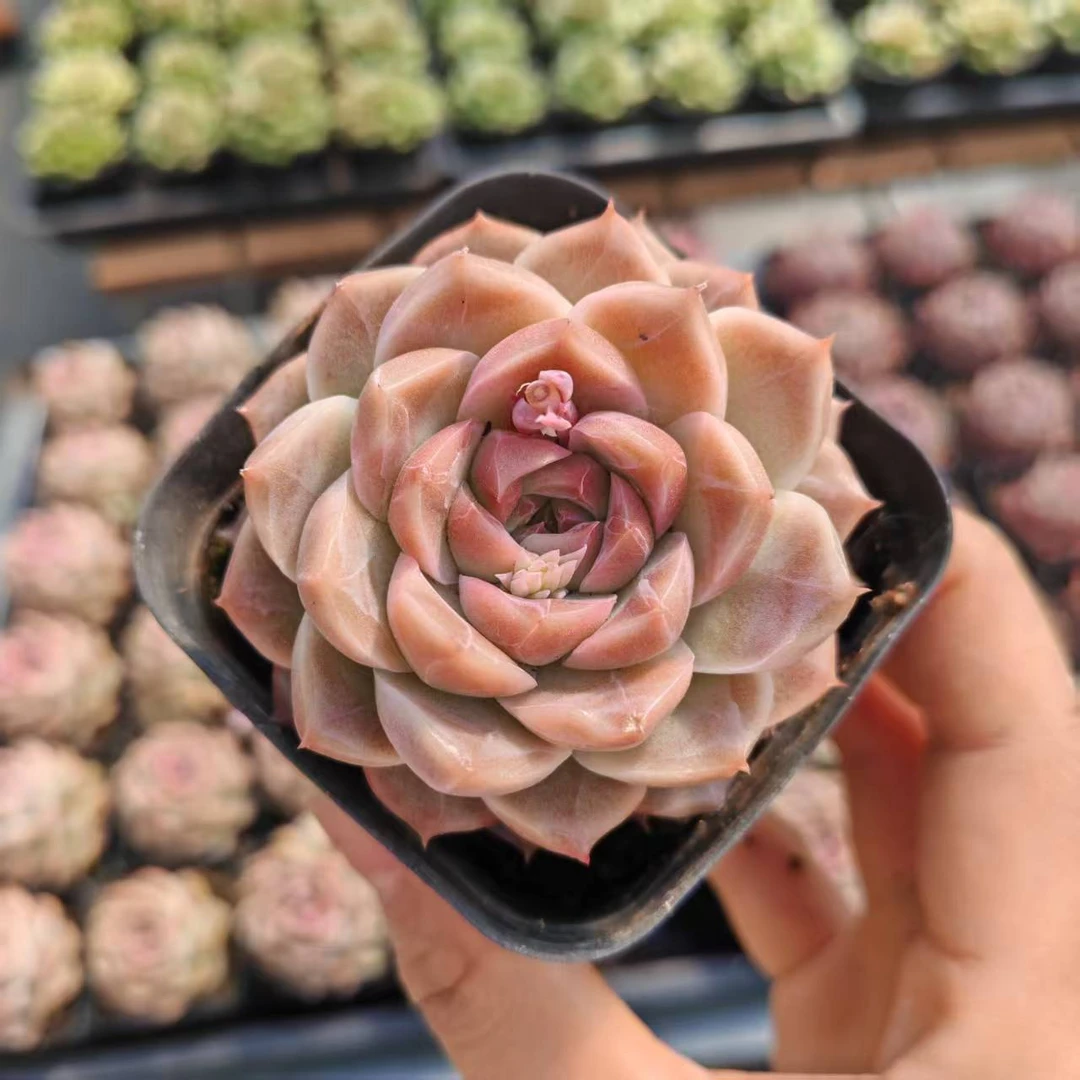 6#冰钻体验版多肉植物    前男友精品多肉 SM88