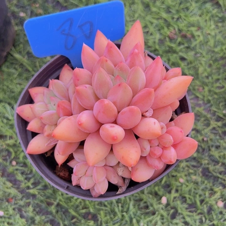 健健康康平平安安