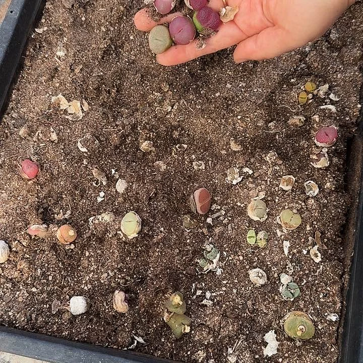 生石花11111111。305