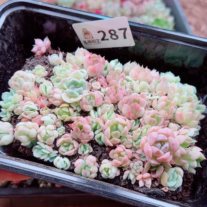 多肉植物多肉植物