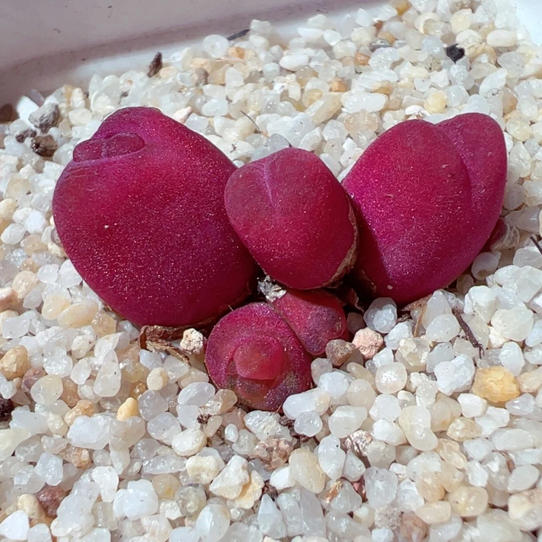 好**?605-595多肉毛毛