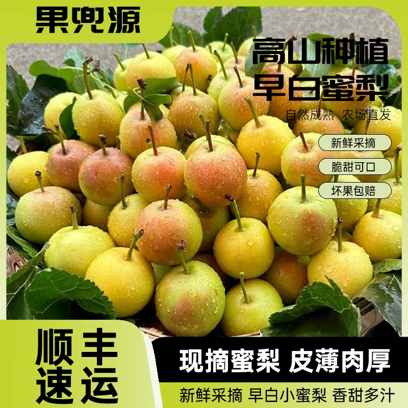 云南高原梨早白蜜酥梨新鲜水果纯甜酥脆小蜜梨非火把红梨顺丰包邮