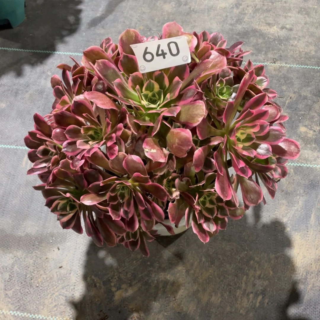 640   皇后              多肉