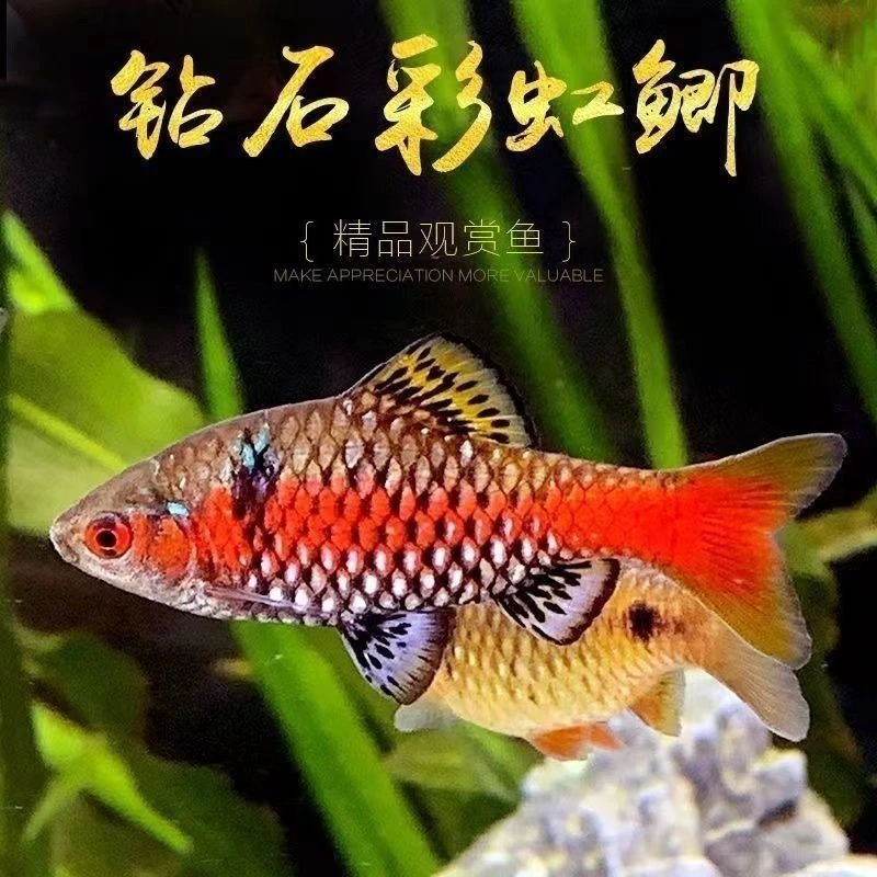 彩虹鲫冷水耐寒耐热耐养原生淡水小型群游观赏活体鱼