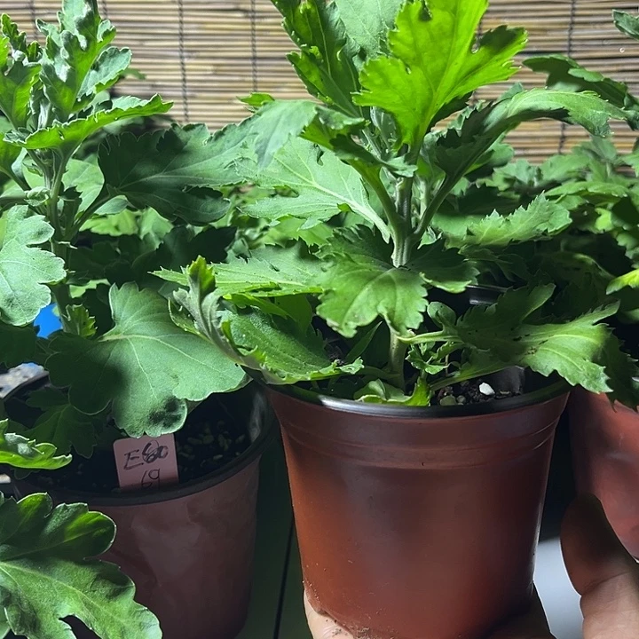 当前无花朵，栽培后可花朵圣火