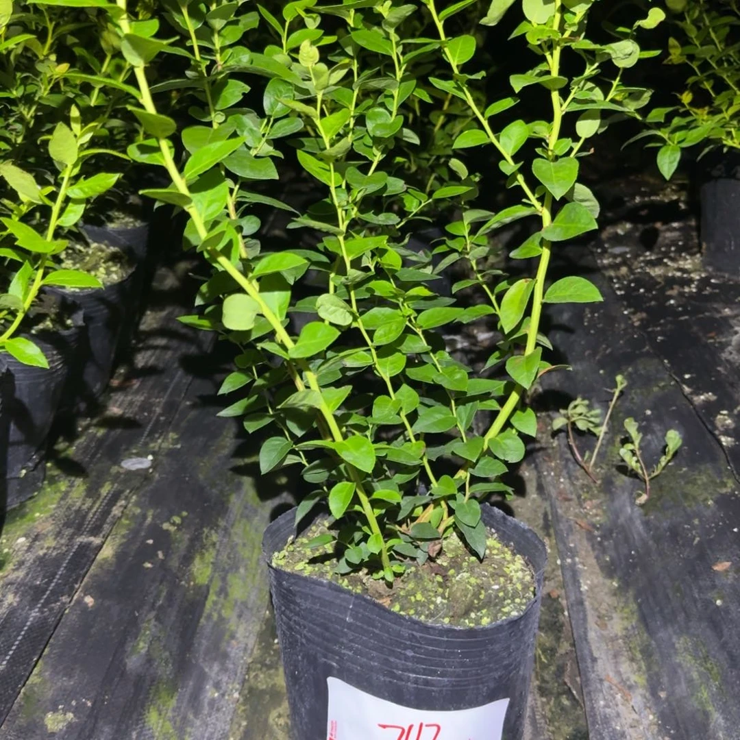 梅***梅大钵法新一物一拍7117