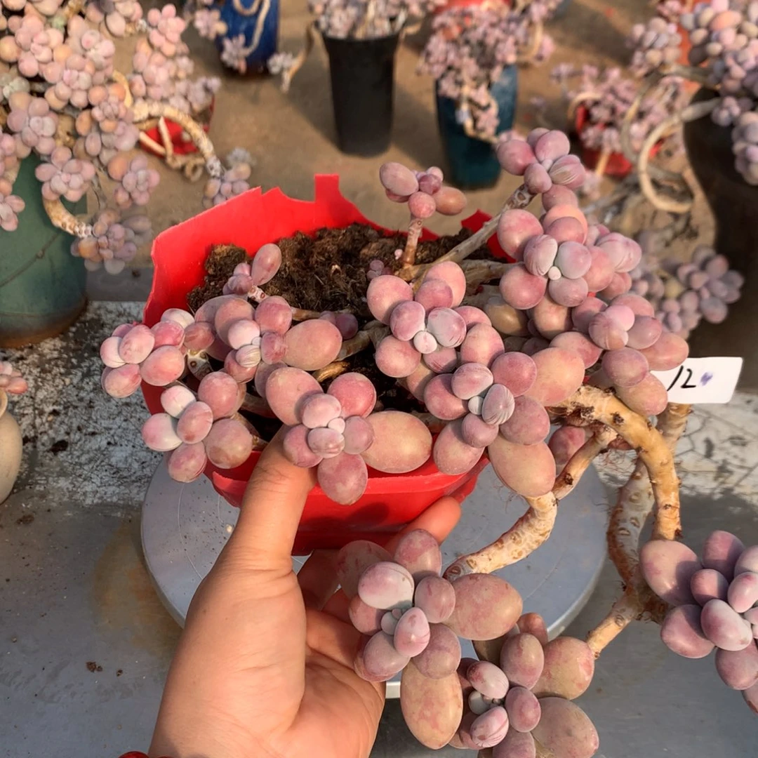 桃蛋老桩不带盆12号