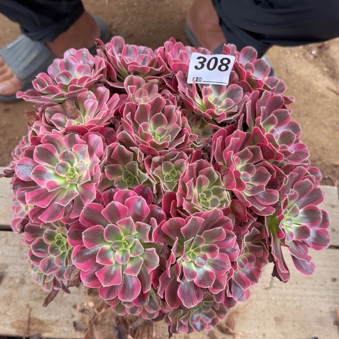 308金丝雀多肉植物