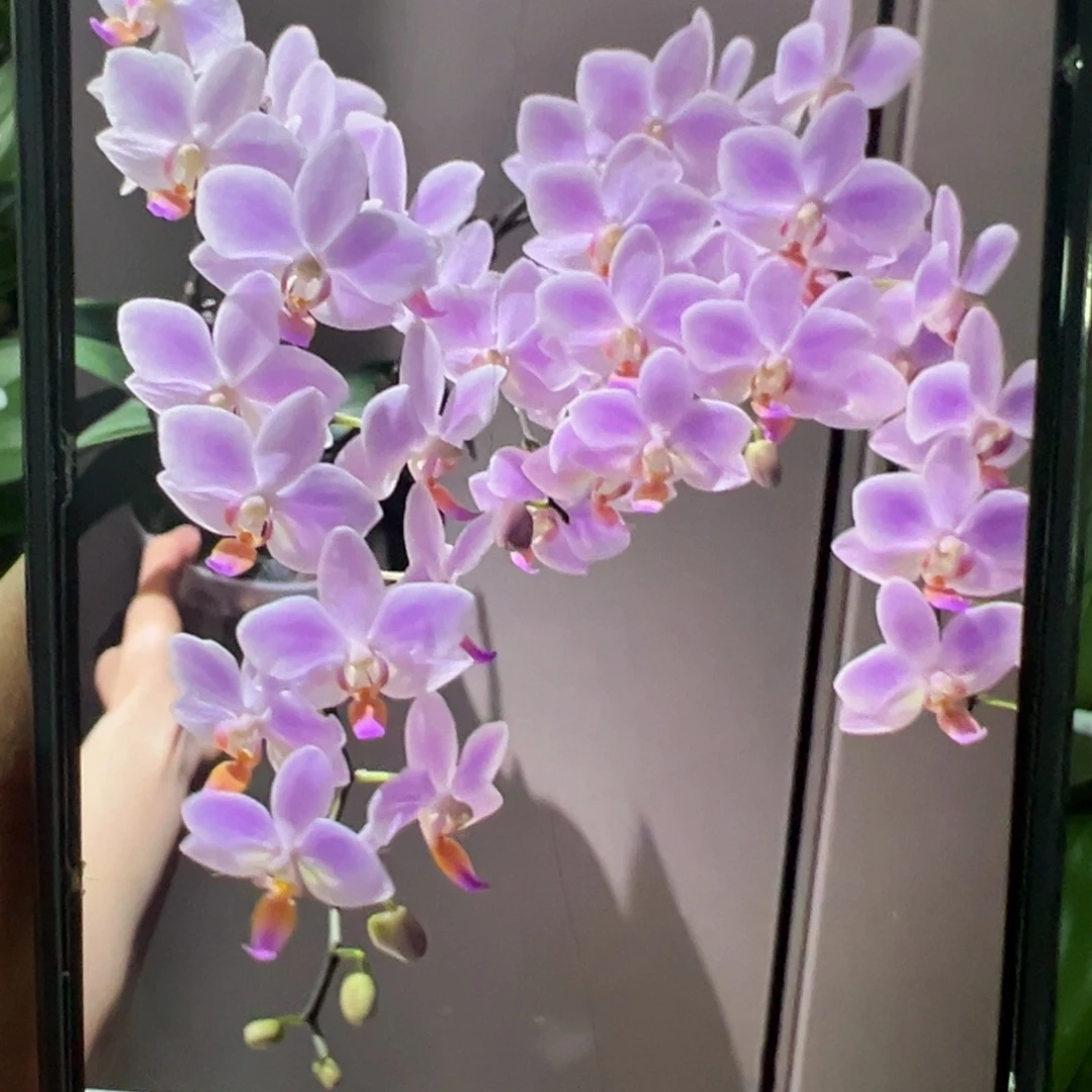 当前无花栽培后可以开花残雪大苗