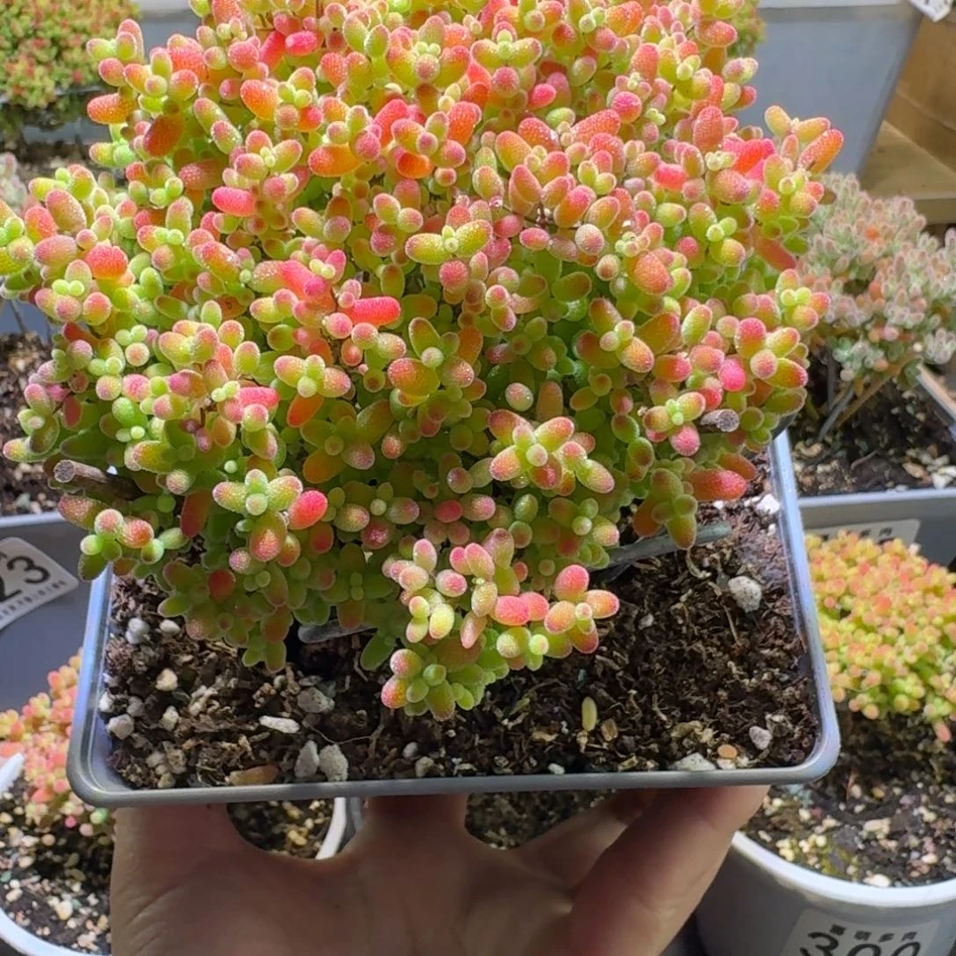 蜜橘糖球枝干番杏326