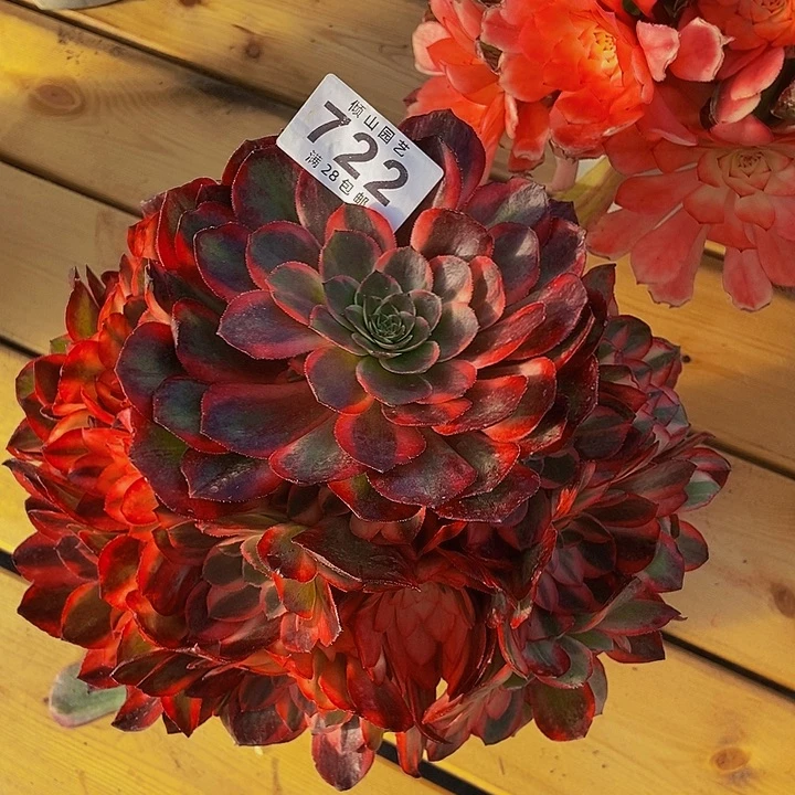 L*妮722号多肉植物黑膜锦