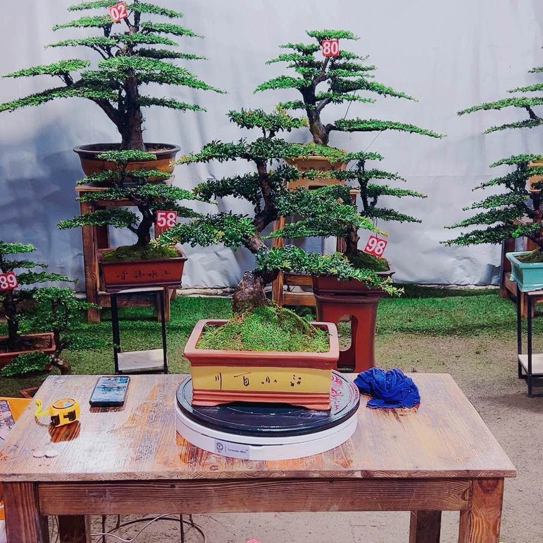 只****无花朵红芽珍珠罗汉松