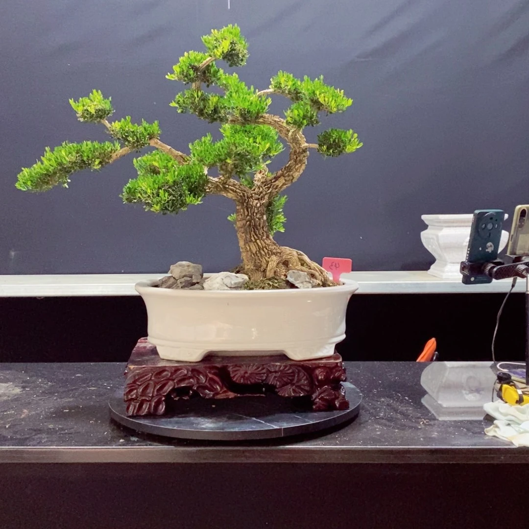 无花朵广东皱皮雀舌黄杨