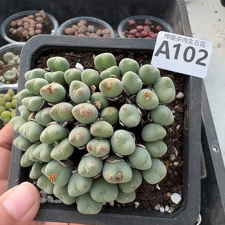 102多肉植物多肉植物