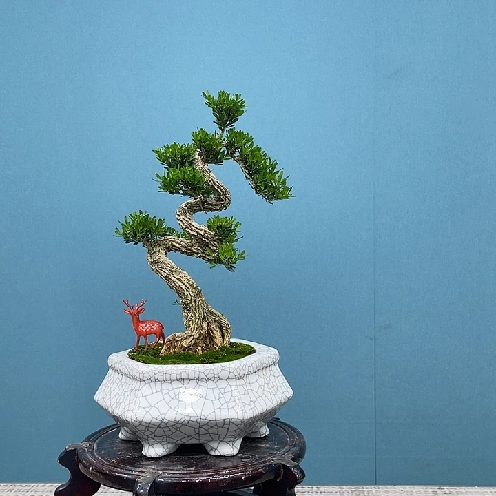 以实际为准精品黄杨老桩