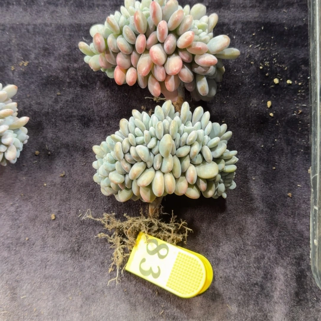 用***9一物一拍粉兔缀化两颗