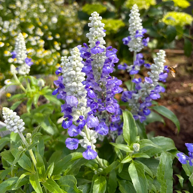 天蓝芳鼠尾草萨利芳(耐热 耐晒 耐高温)庭院阳台开花植物星花怒放